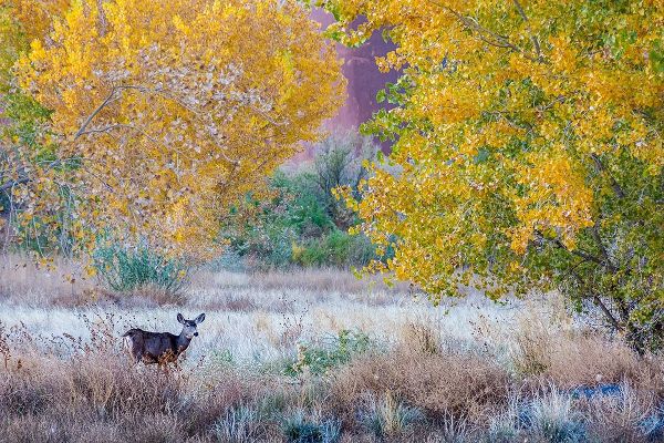 Whitetail deer grazing under autumn cottonwood tree-near Moab-Utah-USA